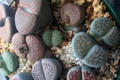 Assorted Lithops (Living Stones) - 10 Bare-Root Plants, ~0.8" Each