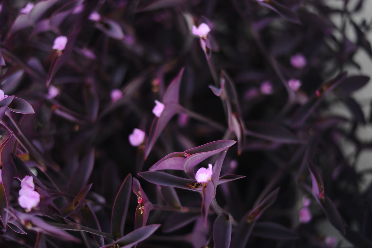 Purple Heart Tradescantia Pallida 'Purpurea' 10 Fresh Cuttings – Live Plant Cuttings