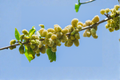White Mulberry Tree - Live Rooted in Soil in Pot (6"-2ft)