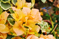 Yellow Bougainvillea Live Plant with Trellis (6-Inch Pot)