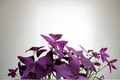 Purple Shamrock Oxalis triangularis Live Plant in 4-Inch Pot