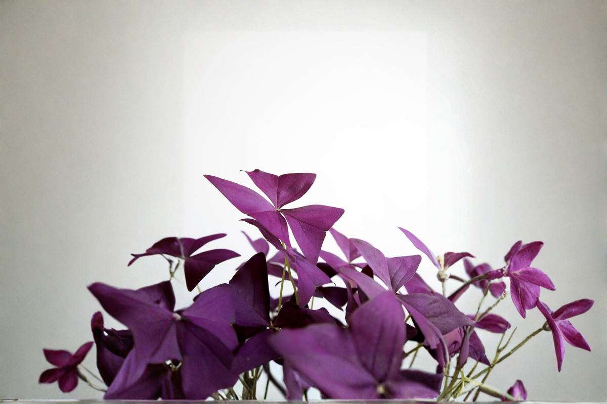 Purple Shamrock Oxalis triangularis Live Plant in 4-Inch Pot