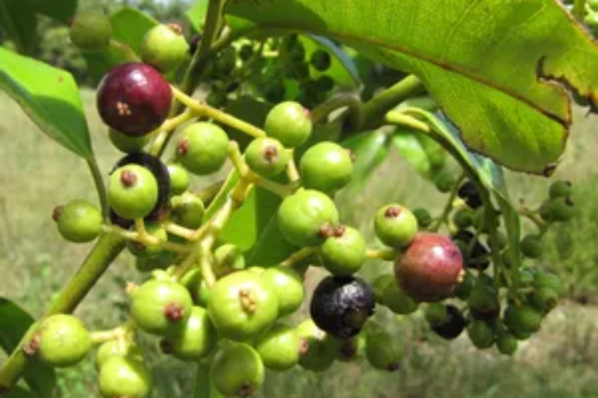 Coffee Arabica Live Plant - 4-Inch Pot | Coffea arabica