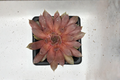 SuperSemp 'Ruby' Hens & Chicks - Sempervivum Ruby Succulent | One Live Plant