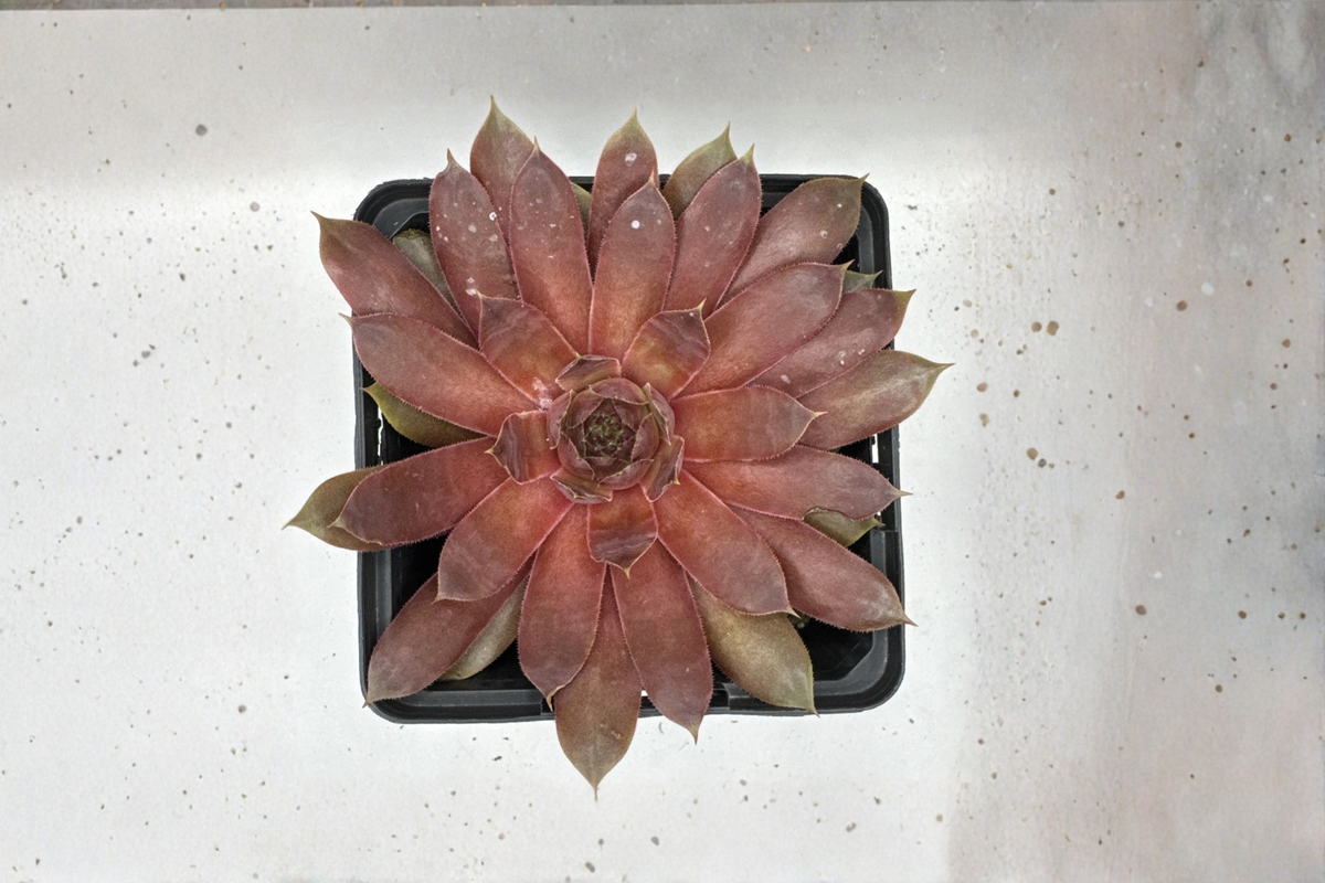 SuperSemp 'Ruby' Hens & Chicks - Sempervivum Ruby Succulent | One Live Plant