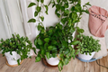Jessenia Pothos Fully Rooted Live Plant in 3" Pot
