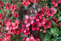 New Zealand Tea Tree Manuka Starter Plant (Leptospermum scoparium) – 4–6 Inch Tall, Ships Without Pot