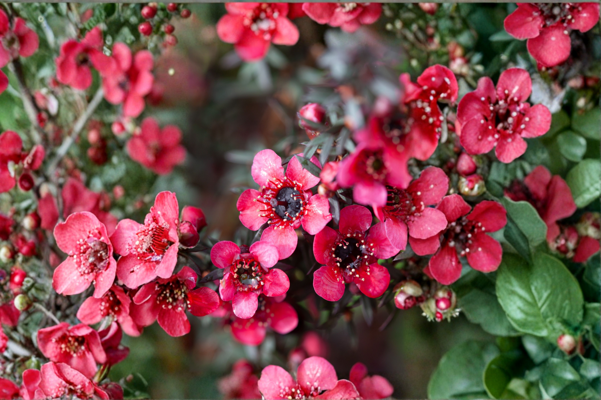 New Zealand Tea Tree Manuka Starter Plant (Leptospermum scoparium) – 4–6 Inch Tall, Ships Without Pot