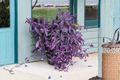 Purple Heart Tradescantia pallida 'Purpurea' - 10 Unrooted Live Cuttings