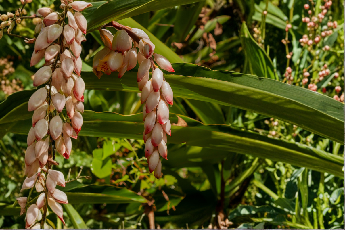 Shellflower Ginger Cardamom (Alpinia nutans) Live Plant - 2.5 Inch Pot