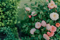 Nuccio's Pearl Camellia japonica - Starter Live Plant in 4L Pot