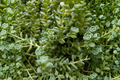 Himalayan Skies Sedum (Sedum dasyphyllum) – Live 2-Inch Pot