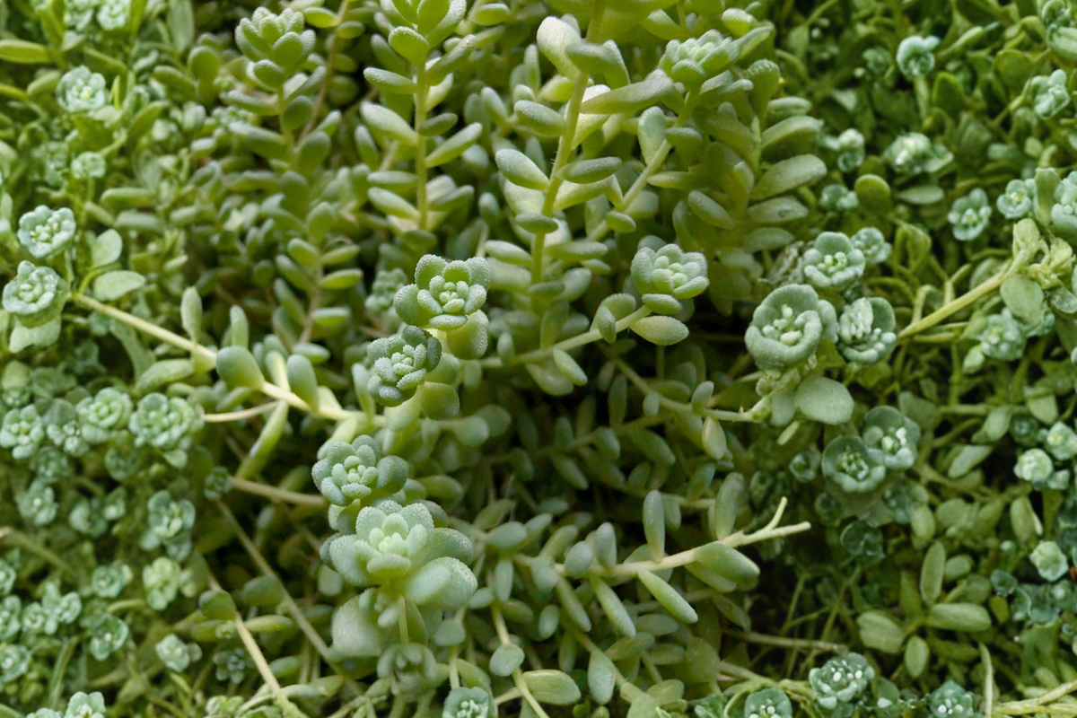 Himalayan Skies Sedum (Sedum dasyphyllum) – Live 2-Inch Pot