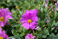 Pavonia Rock Rose Live Plant – Pavonia lasiopetala, 1-Gallon, Fully Rooted
