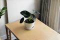 Alocasia cuprea 'Red Secret' Live Plant – 4-Inch Pot | Jewel Alocasia