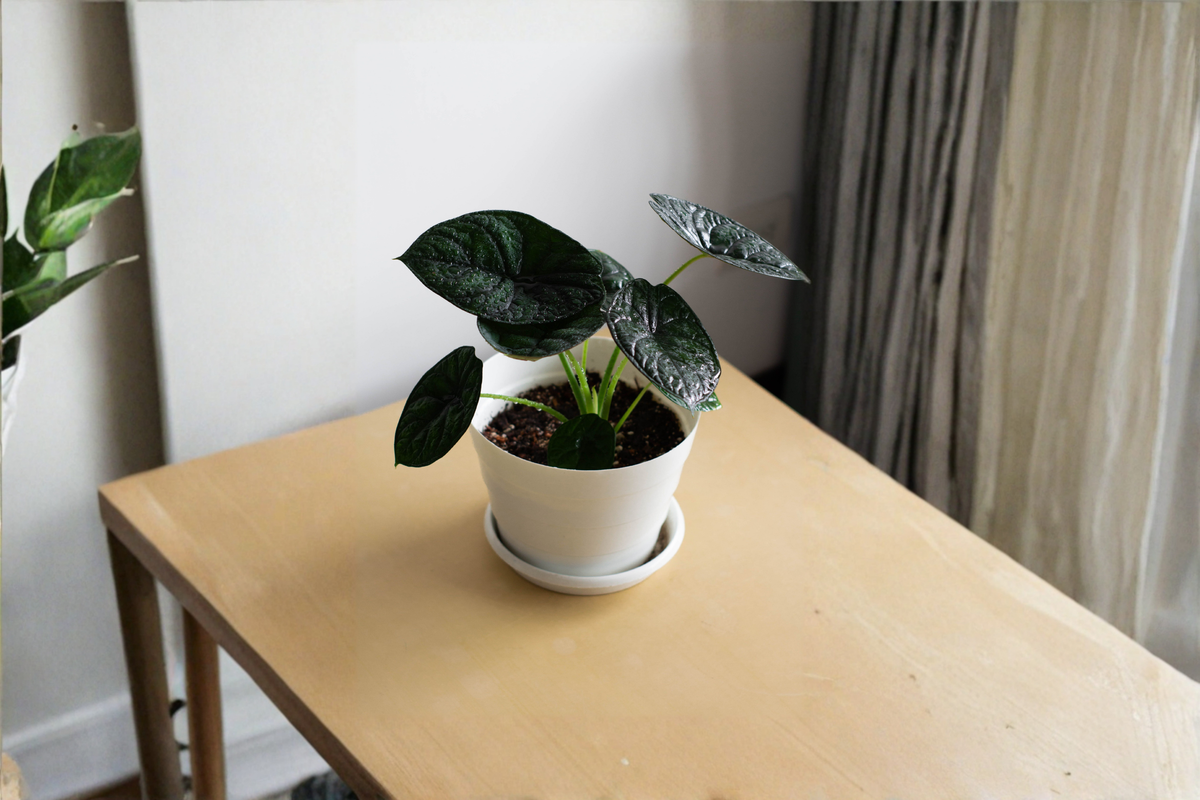 Alocasia cuprea 'Red Secret' Live Plant – 4-Inch Pot | Jewel Alocasia