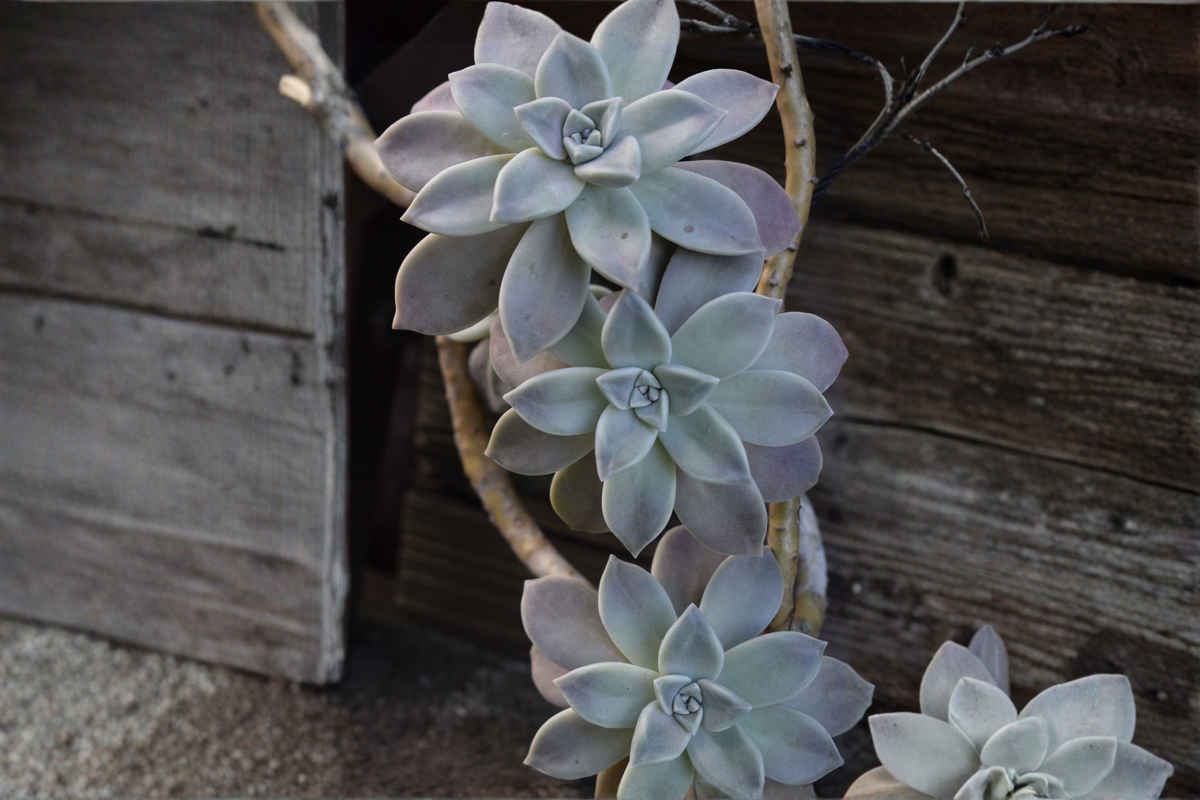 Ghost Plant Succulent rooted live plant Graptopetalum paraguayense | 2-inch pot, 1 head