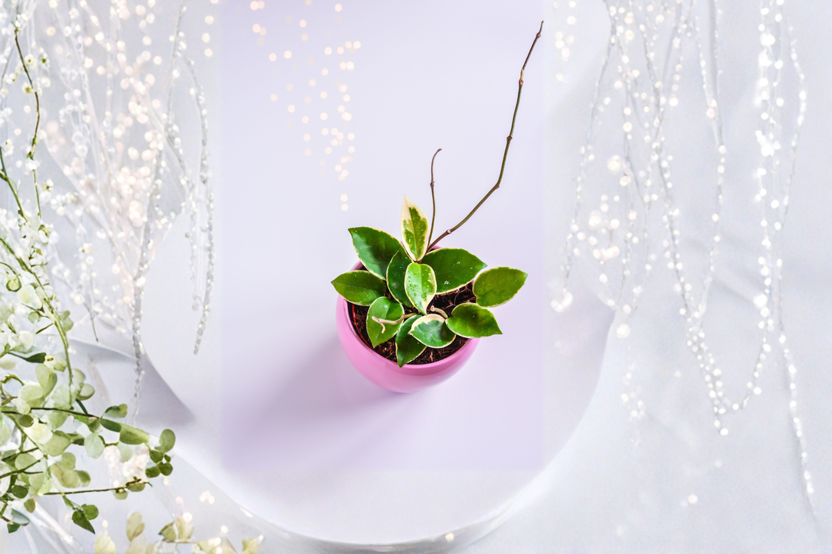 Hoya carnosa 'Krimson Queen' Tricolor Wax Plant - 4-Inch Live Houseplant