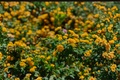 Trailing Yellow Lantana Live Plant – 4-Inch Pot, Lantana montevidensis (Ships Without Pot)