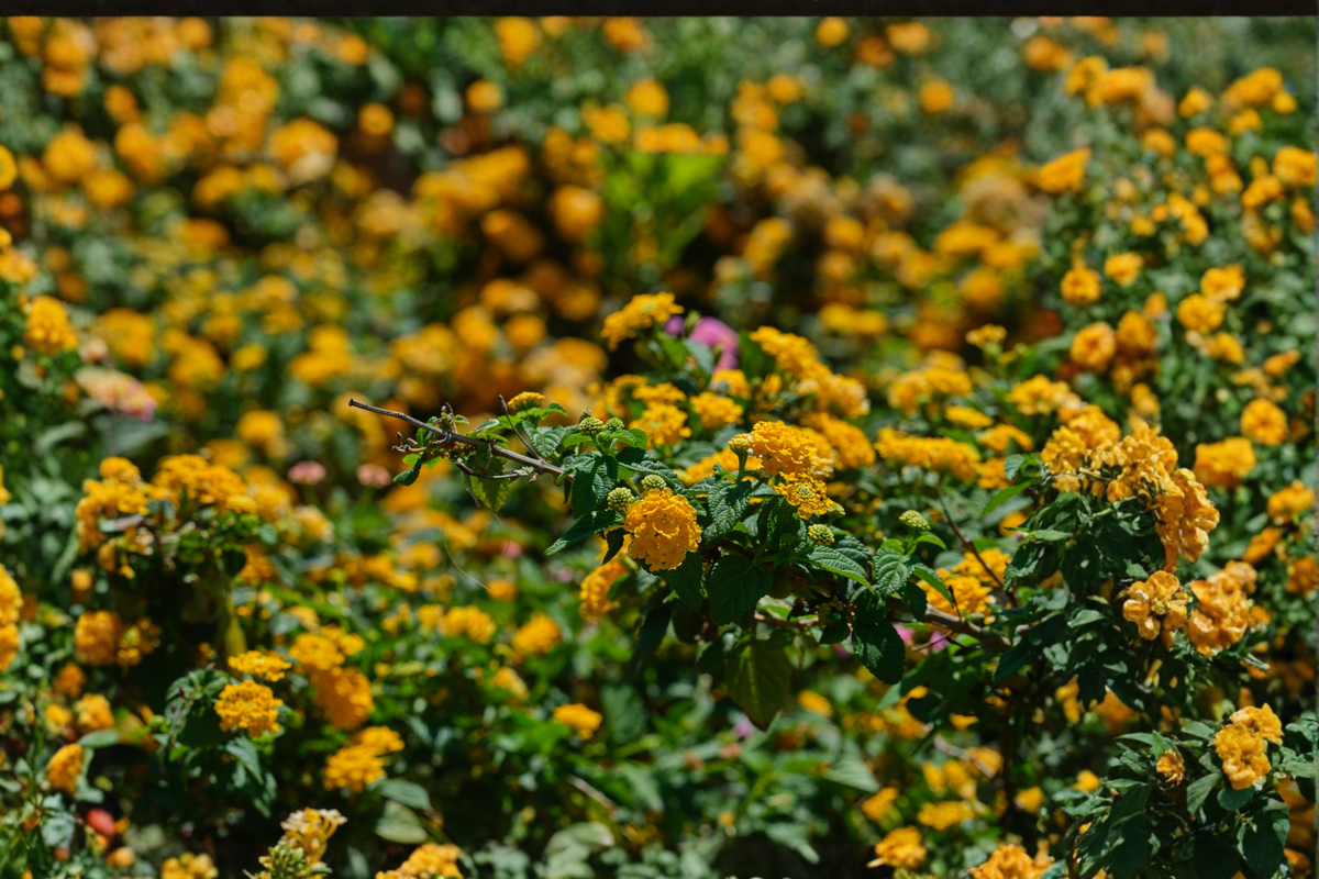 Trailing Yellow Lantana Live Plant – 4-Inch Pot, Lantana montevidensis (Ships Without Pot)