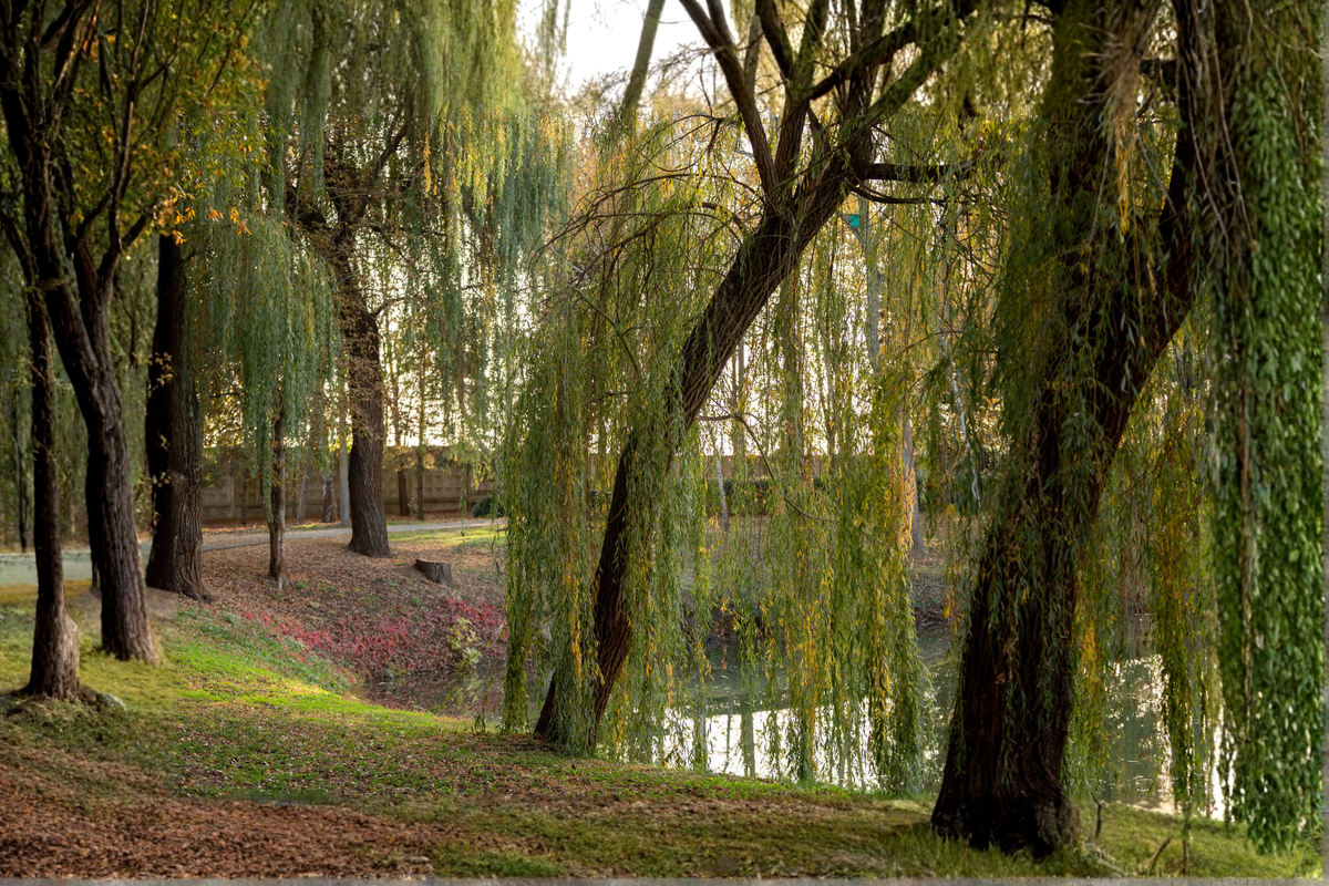 Weeping Willow Live Tree Salix babylonica – approx. 24+ inches tall (1 Live Tree)