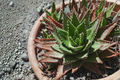 Aloe cameronii Red Aloe Cuttings - 2 Fresh Live Succulent Cuttings