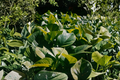 Jade Pothos Live Plant - Epipremnum aureum | 4-Inch Pot