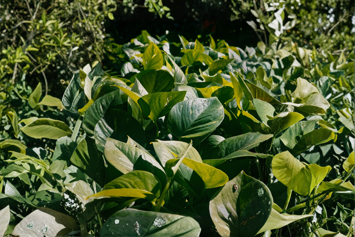 Jade Pothos Live Plant - Epipremnum aureum | 4-Inch Pot