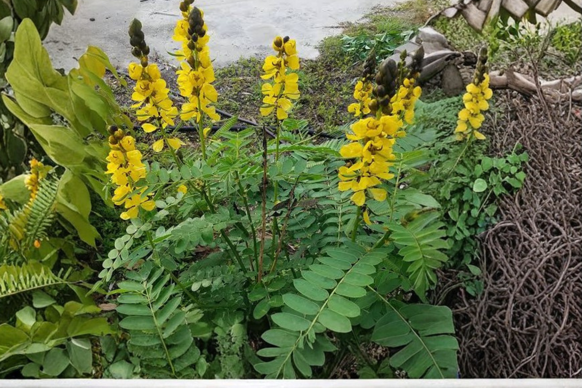 Popcorn Cassia Senna didymobotrya Live Starter Plant – 3 Inches Tall