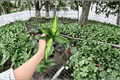 Dieffenbachia 'Star Bright' Live Starter Plants (2) Bare Root