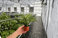 Aglaonema 'Siam Snow White' Live Plants – 2-Pack in 4-Inch Pots
