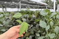 Philodendron Dean McDowell 2 Live Starter Plants – Philodendron McDowell