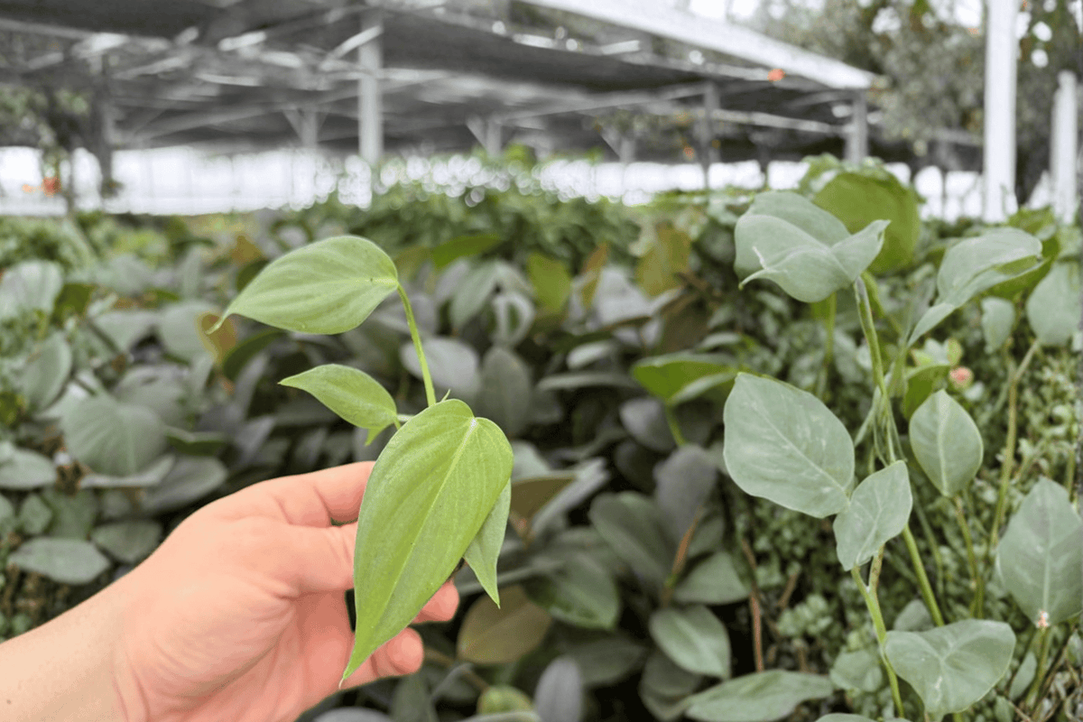 Philodendron Dean McDowell 2 Live Starter Plants – Philodendron McDowell