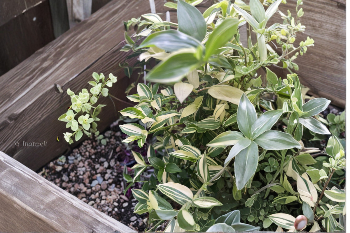 Cream Wandering Jew Cuttings – 5 Tradescantia fluminensis Variegata Unrooted Cuttings