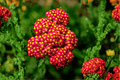 Strawberry Seduction Yarrow (Achillea millefolium) - 1 Live Plant in 4-Inch Pot