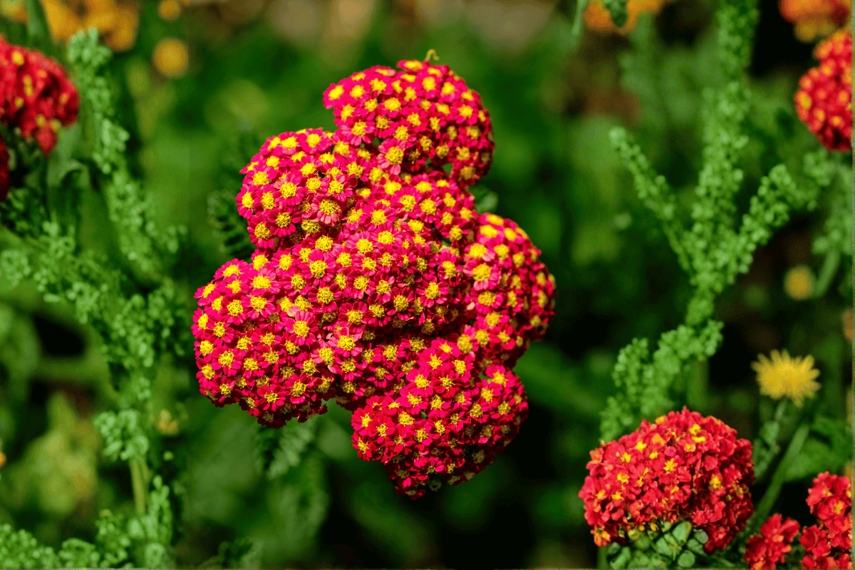 Strawberry Seduction Yarrow (Achillea millefolium) - 1 Live Plant in 4-Inch Pot