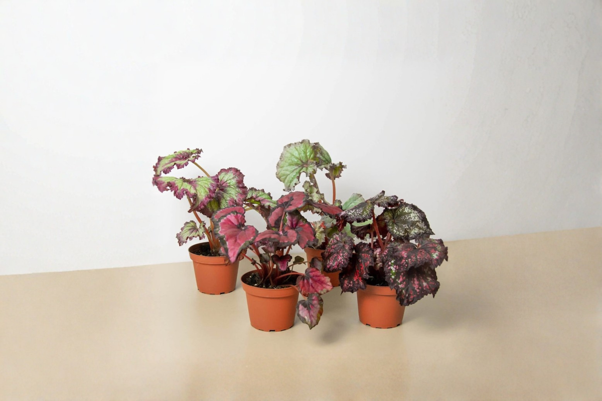 Assorted Begonia Starter Pack - 4 Inch Rooted Live Begonia Plants
