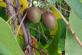 Hardy Kiwi Geneva Cuttings (Actinidia arguta ‘Geneva’) – 10 Unrooted Hardwood Female Cuttings