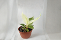 Variegated Anthurium Hookeri Live Plant - 4 Inch Rooted Starter Plant