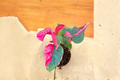 Alternanthera Party Time Live Plant 2" Starter Pink & Green Foliage