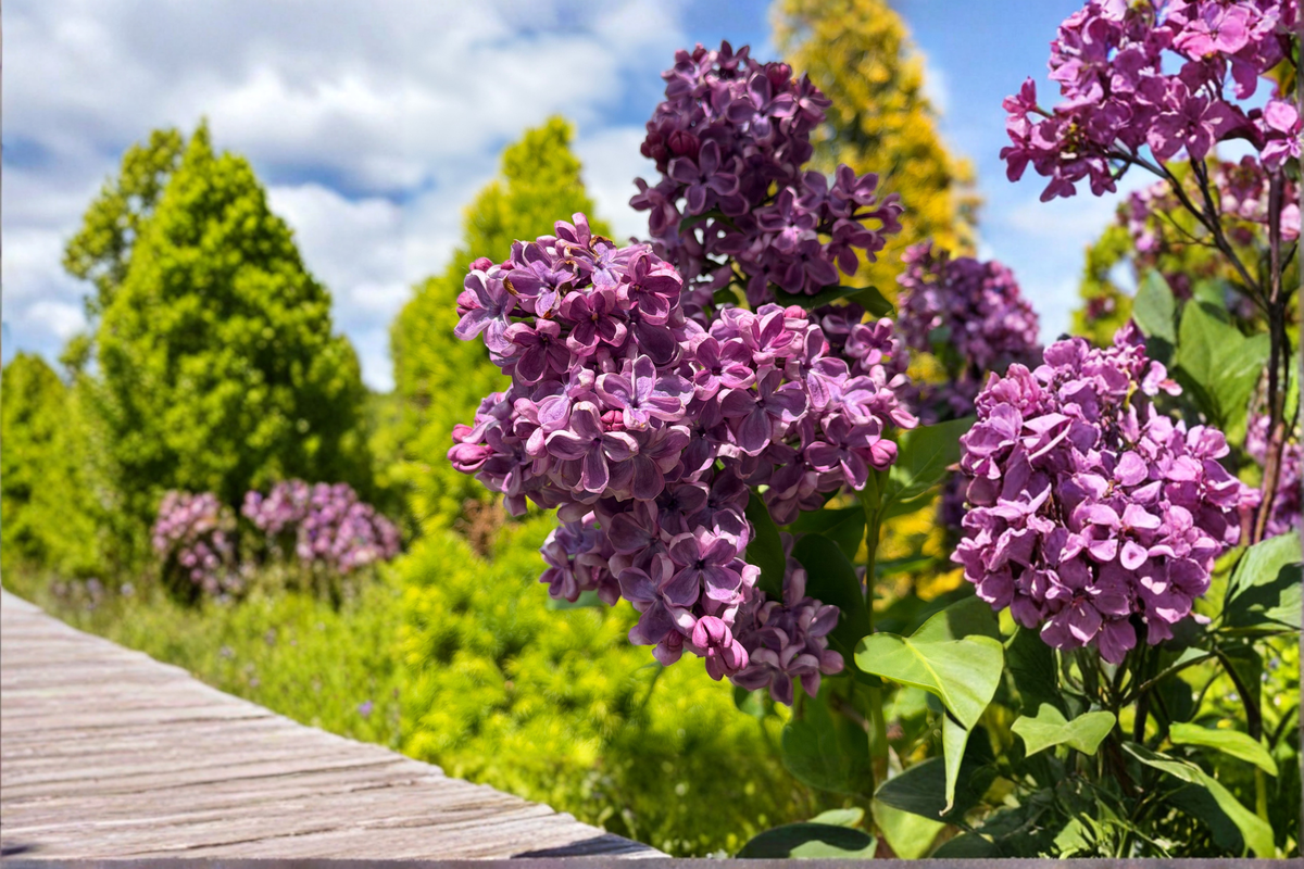 Sarah Sands Lilac Live Plant Syringa vulgaris - 14+ Inches Tall