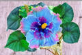 Dark Purple Giant Hibiscus Seeds - 5 Seeds for Indoor Pot or Outdoor Garden