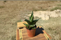 Sansevieria Black Pagoda Live Plant - 2 Inch Starter Pot, Rare Snake Plant