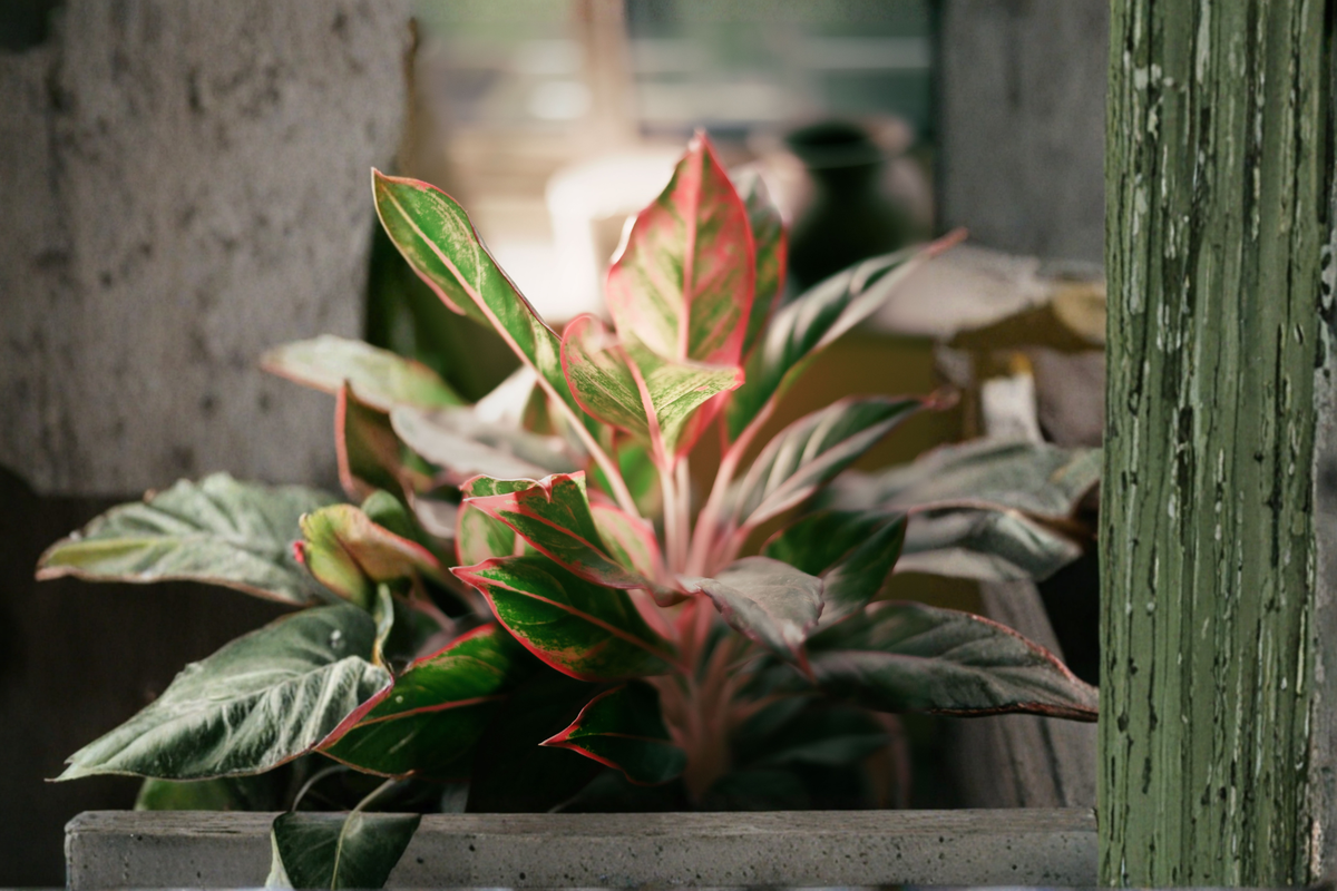 Aglaonema Siam (Siam Chinese Evergreen) – Live Houseplant, ~7 inches tall