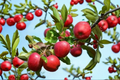 Cortland Apple Tree 4-6 ft Live Tree - Malus domestica Cortland Variety