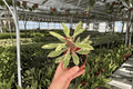 Variegated Crown of Thorns Euphorbia milii - 2 Live Plants in 4-Inch Pots
