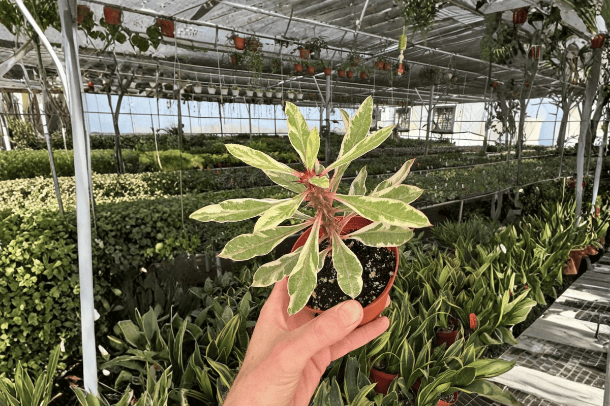 Variegated Crown of Thorns Euphorbia milii - 2 Live Plants in 4-Inch Pots
