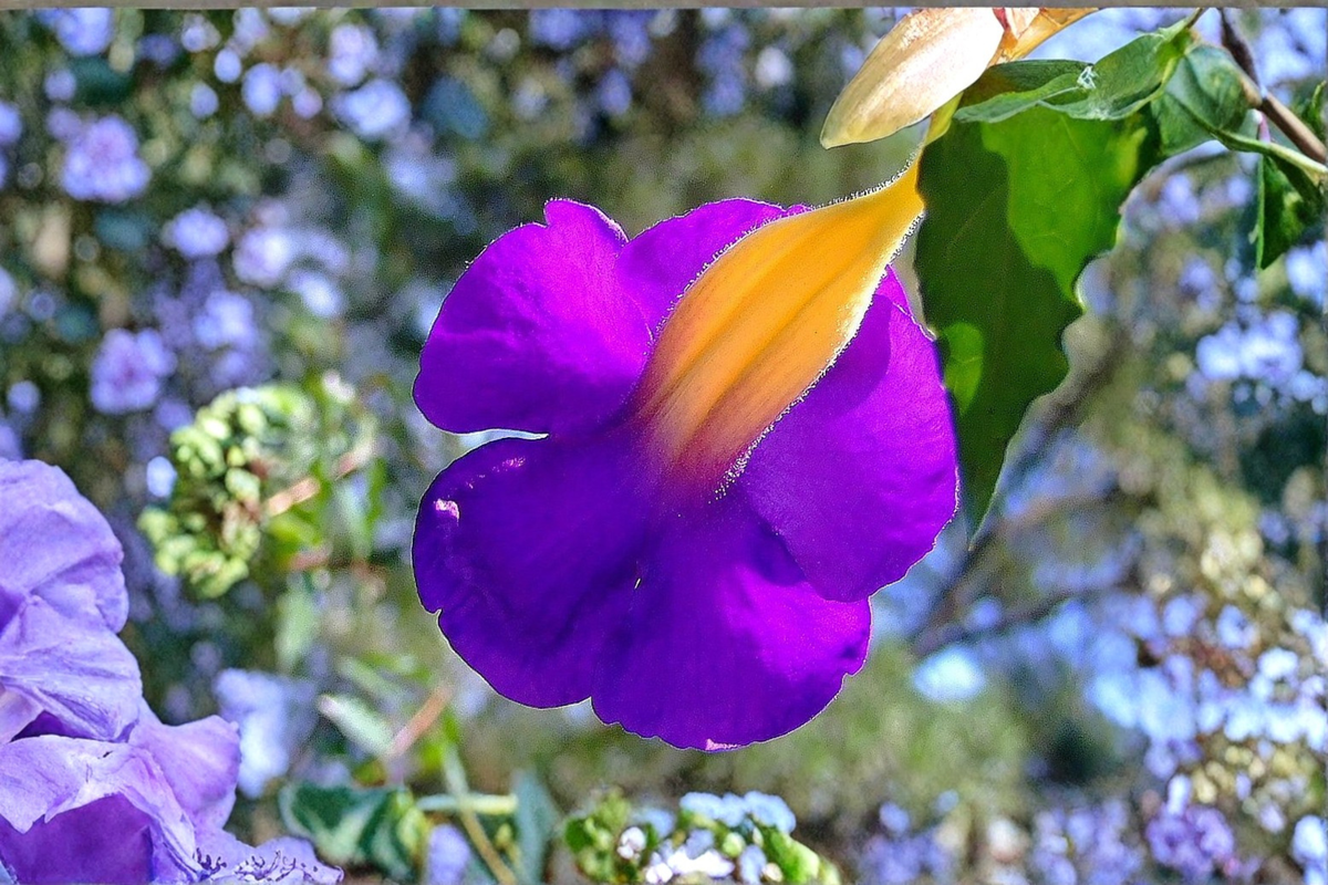 King's Mantle Thunbergia erecta Unrooted Cuttings, 7 x 6" - Purple Flowers