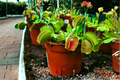 Venus Flytrap Live Plant in 2-Ounce Pot (Dionaea muscipula) - Carnivorous Plant