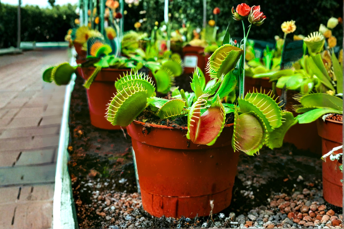 Venus Flytrap Live Plant in 2-Ounce Pot (Dionaea muscipula) - Carnivorous Plant
